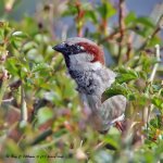 sparrow stacked 1.jpg