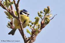 Blue Tit stacked 1.jpg