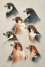 Red-Napes-in-peregrines-web.jpg