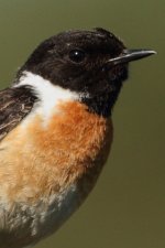 stonechat0365crop.JPG