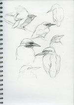 kingfisher-sketches003.jpg