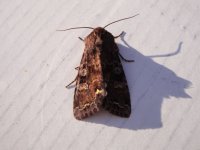 DSC02929 - Broom Moth.jpg