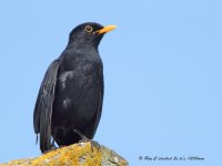 blackbird 1200mm.jpg