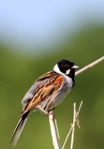 Reed Bunting.JPG