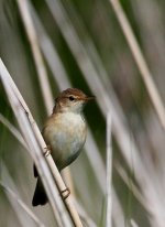 Reed Warbler.JPG