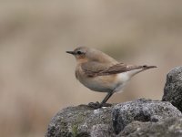 Greenland Wheatear IMG_3463.JPG