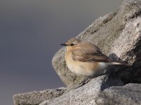 Greenland Wheatear IMG_3510.JPG