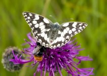 Marbled White.jpg