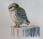 Little owl sketch.JPG