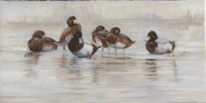 resting-scaup_2263.gif