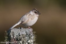 Rufous_Collared_Sparrow10.jpg