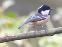 CoalTit.JPG