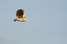 barn owl.jpg