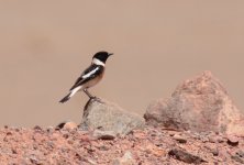 E Stonechat (4) small copy.jpg