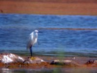 little egret.jpg