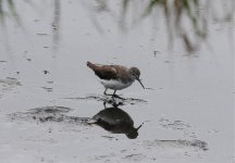 Wader - Green Sandpiper 1.jpg