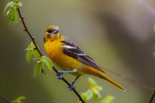 ORIOLE 1200.jpg