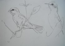 baby shrikes 030.JPG