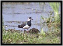 Lapwing 3.jpg