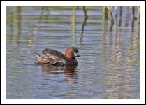 Little Grebe 2.jpg