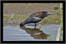 Moorhen.jpg