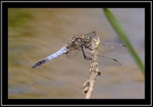 Damsel Fly.jpg