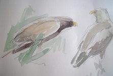 pomarine buzzards and scruffy forest chicken 102.JPG