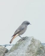 Black Redstart 3.jpg