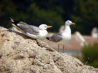 yellow legged gulls.jpg