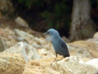 blue rock thrush.jpg