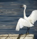 little egret G1 zeiss28_1910294.jpg