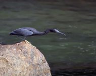 reef egret G1 zeiss28 c_1910374.jpg