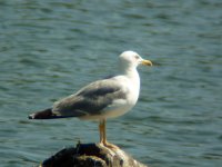 another yellow legged gull.jpg