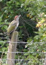 Green-Woodpecker-2.jpg