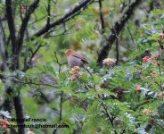 crimson browed finch.jpg