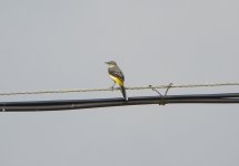 Grey Wagtail.jpg