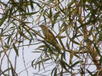 Yellow-rumped Flycatcher.jpg