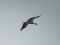 White Stork 1.jpg