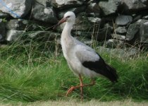 White Stork 7.jpg