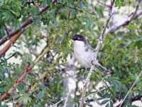 IMG_1705_Orphean Warbler.jpg