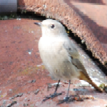 unidentified bird.png