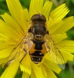 Eristalis sp BF.jpg