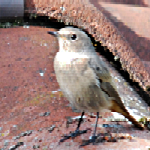 unidentified%20bird.png