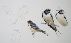 Swallow sketches.JPG