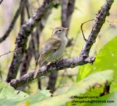 Greenish warbler 700.jpg