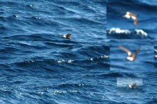 UFO-Petrel_26566.jpg