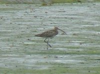 Farlington Marshes 14th Sept 2005 085a.jpg