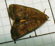 least yellow underwing15.jpg