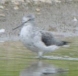 greenshank.jpg