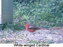 WhiteWingedCardinal051105a.jpg